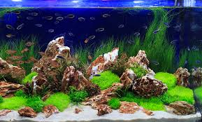 The reason your tank is growing algae is that it is either in too much sunlight or it is polluted. How To Keep Your Aquarium Crystal Clear Aquarium Tidings