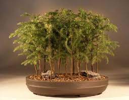 Although it's not a true pine tree, the norfolk island pine does look like one Norfolk Island Pine Forest Bonsai Tree Araucaria Heterophila