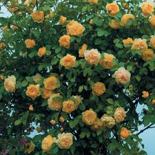 We did not find results for: Graham Thomas Ausmas David Austin Roses Australia