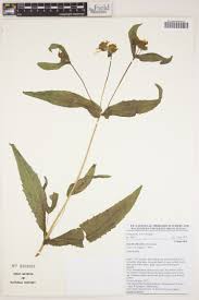 Image result for Gutenbergia rueppellii