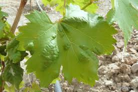 Image result for Colomerus vitis