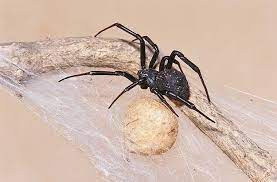 South africa has one of the highest femicide rates anywhere in the world. Spiders And Spider Bites In South Africa What Parents Need To Know Parent