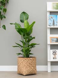 Image result for Strelitzia