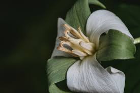 Image result for Trilepisium