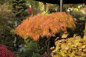 Pin On Tree Acer Palmatum