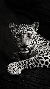 Iphone 6 Black Jaguar Wallpaper Mister Wallpapers 1368 x 768 · jpeg. iphone 6 black jaguar wallpaper