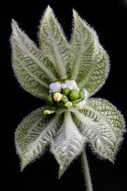Image result for Dalechampia scandens