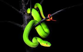 If you're unable to load the game, please contact us by emailing: Snakes Flexible Heat Sensing Organs Explained Scientific American