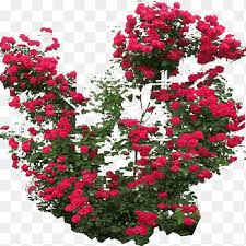 It also grows best in zones three through nine. Climbing Plants Png Images Pngegg