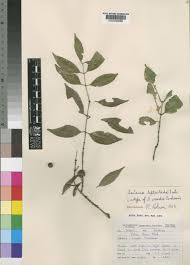 Image result for Salacia leptoclada