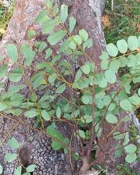 Image result for Amblygonocarpus