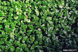 Image result for Hydrocotyle sibthorpioides