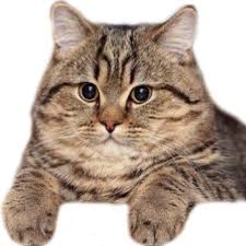 images?q=tbn:ANd9GcQjM0GHD9L2j7NL5wsjSmW