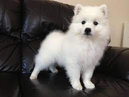View Image 1 For Japanese Spitz Puppies Available Toronto Japanese Spitz Japanese Spitz Puppy Puppy Dog Photos