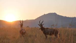 The country has a total area of 6,704.28 square miles (17364 km2). South West Eswatini Swaziland Opulentroutes Com