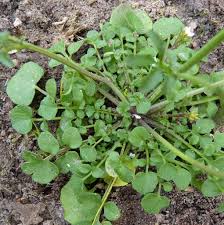 Flickweed because the pods flick the seeds out when ripe. This Week S Weedy Yarra Ranges Gardens For Wildlife Facebook