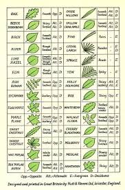 Check spelling or type a new query. Leaf Identification Guide Coolguides