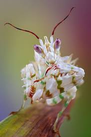 Pin Auf Natur