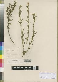 Image result for Melolobium