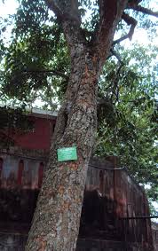 Image result for Polystachya albescens