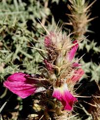 Image result for Acanthus polystachyus