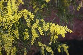 Flowering shrubs the bushes with flowers are some plants with which you can have a garden, patio or terrace very happily decorated. Australian Native Plants Ultimate Outdoor Plants Buyers Guide List