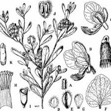 Image result for Polygala arenaria