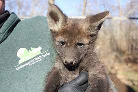 The maned wolf has a foxlike head. Maned Wolf Pups Add To Our 2018 Puppy Boom Endangered Wolf Center