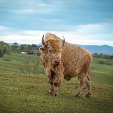 Tour our bison, african watusi, north american elk, himalayan yak, and deer. Dr King S Farm Tour Asheville Nc S Official Travel Site