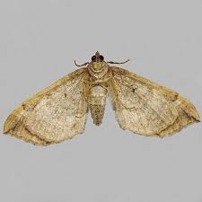 Image result for Pelurga comitata