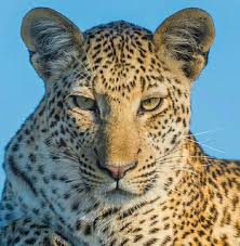 We did not find results for: Jelaskan Secara Singkat Latar Belakang Do Bentuknya Wto Dan Apa Tujuan Nya Brainly Co Id