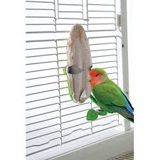 Find bird food, cages, toys, litter, and feeders to help keep your new pet. All Living Things Tropical Cuttlebone Holder Bird Nail Beak Trimmers Petsmart
