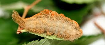 Check spelling or type a new query. Dangerous Caterpillars Gardener Beware