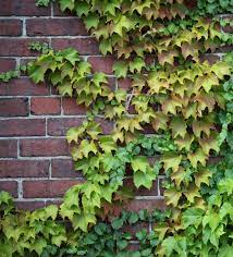 Gentle tendrils the first thing to know about boston ivy is that it is not virginia creeper. Boston Ivy Lowell National Historical Park U S National Park Service