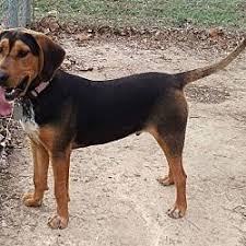 Black And Tan Beagle Coonhound Mix Pet Card Coonhound Treeing Walker Coonhound Black And Tan