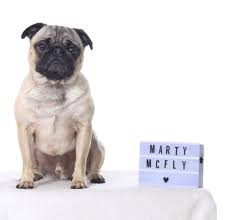 We Are Getting To Know The Super Cool Marty Mcfly In His Very Own Social Pug Profile Interview Check Him Out Https Www Thepugdia Pugs Marty Mcfly Mcfly