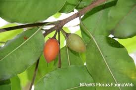 Image result for Mimusops elengi