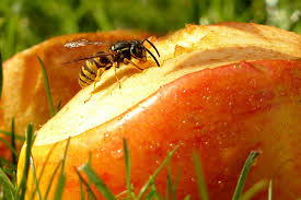 Comment Fabriquer Un Piege A Guepes