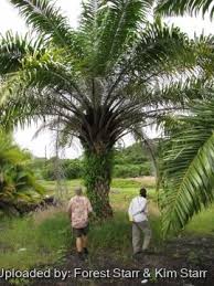 Image result for Elaeis guineensis