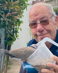The juvenile collared dove which has taken up residence in my garden is  extremely tame