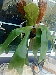 Image result for Platycerium stemaria