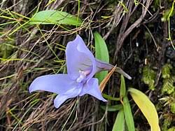 Image result for Disa cryptantha