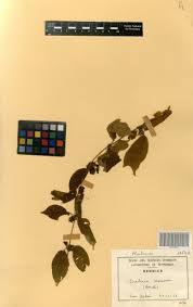 Image result for Sabicea venosa