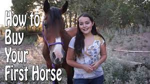 How To Buy Your First Horse - Youtube