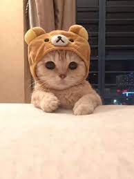 We did not find results for: Account Suspended Cute Baby Cats Cute Cats And Kittens Cute Cat Memes