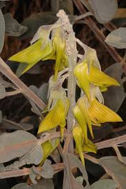 Image result for Crotalaria torrei