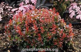 Image result for Berula thunbergii