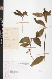 Image result for Melastomastrum capitatum