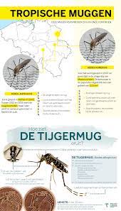 We would like to show you a description here but the site won't allow us. Tijgermuggen Liften Zich Een Weg Naar Belgie Het Belang Van Limburg Mobile