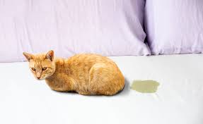 Du kannst eine frau nicht dazu zwingen dich zu mögen. Deine Katze Pinkelt Ins Bett In 3 Schritten Abgewohnen